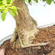 Indoor bonsai - Duranta erecta Aurea - 2/3