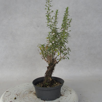 Outdoor bonsai - Satureja mountain - Satureja montana - 2