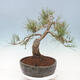Outdoor bonsai - Pinus sylvestris Watereri - Scots Pine - 2/4