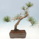 Outdoor bonsai - Pinus sylvestris Watereri - Scots Pine - 2/5
