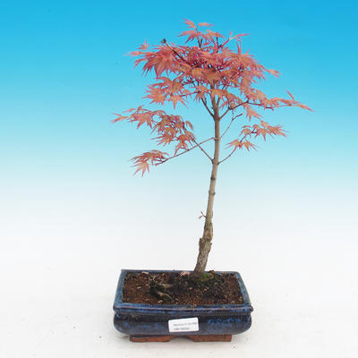 Outdoor bonsai - Acer palmatum Beni Tsucasa - Auburn maple - 2