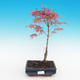 Outdoor bonsai - Acer palmatum Beni Tsucasa - Auburn maple - 2/3