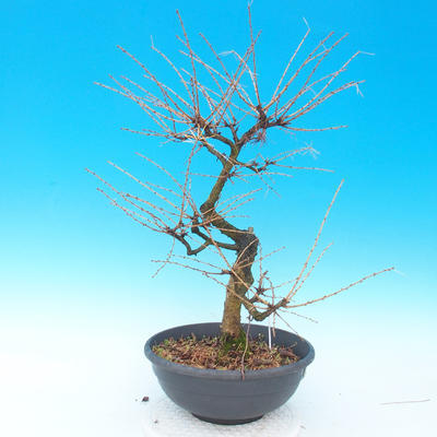 Outdoor bonsai - Larix decidua - 2
