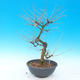 Outdoor bonsai - Larix decidua - 2/4