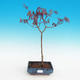 Outdoor bonsai-Acer palmatum Trompenburg-Maple red - 2/2