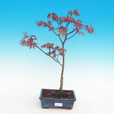 Outdoor bonsai-Acer palmatum Trompenburg-Maple red - 2