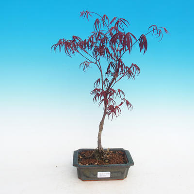 Outdoor bonsai-Acer palmatum Trompenburg-Maple red - 2