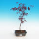 Outdoor bonsai-Acer palmatum Trompenburg-Maple red - 2/2