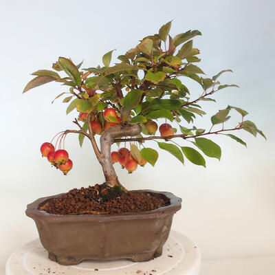 Outdoor bonsai - Malus halliana - Small-fruited apple tree - 2