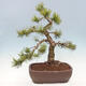 Outdoor bonsai - Pinus mugo - Pine Kneeling - 2/4