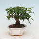 Indoor bonsai - Bouganwilea - 2/7