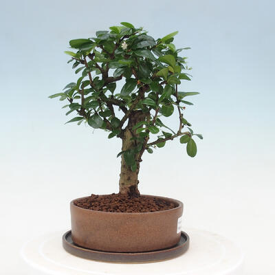 Indoor bonsai with saucer - Carmona macrophylla - Fuki tea - 2