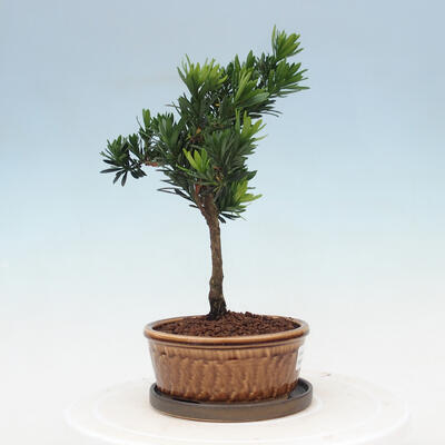 Indoor bonsai with a saucer - Podocarpus - Stone yew - 2