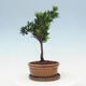 Indoor bonsai with a saucer - Podocarpus - Stone yew - 2/4