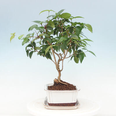 Indoor bonsai with a saucer - Australian cherry - Eugenia uniflora - 2