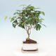 Indoor bonsai with a saucer - Australian cherry - Eugenia uniflora - 2/4