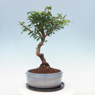 Indoor bonsai with a saucer - Australian cherry - Eugenia uniflora - 2