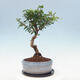Indoor bonsai with a saucer - Australian cherry - Eugenia uniflora - 2/4