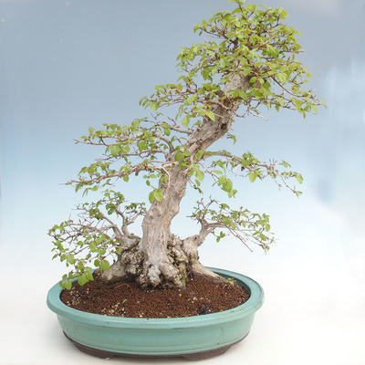 Outdoor bonsai -Carpinus CARPINOIDES - Korean Hornbeam VB2020-566 - 2
