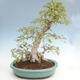 Outdoor bonsai -Carpinus CARPINOIDES - Korean Hornbeam VB2020-566 - 2/5