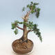 Outdoor bonsai - Juniperus chinensis - Chinese juniper - 2/6