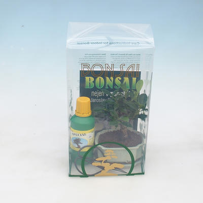 Room bonsai in a gift box - 2