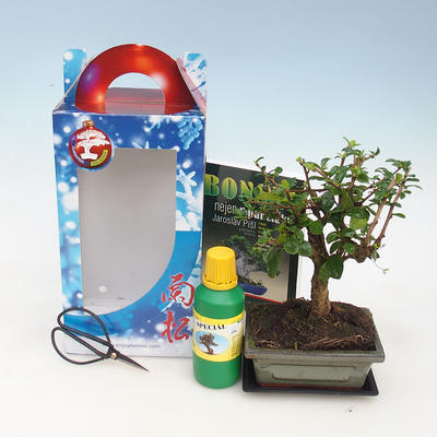 Room bonsai in a gift box - 2