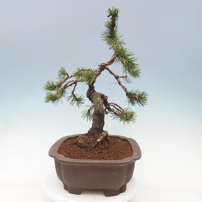 Outdoor bonsai - Pinus mugo - Pine Kneeling - 2