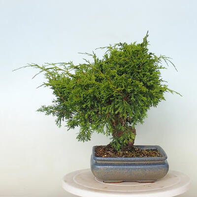 Outdoor bonsai - Juniperus chinensis Itoigawa - Chinese juniper - 2