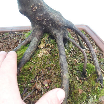 Outdoor bonsai - Common carp - Carpinus carpinoides - 2