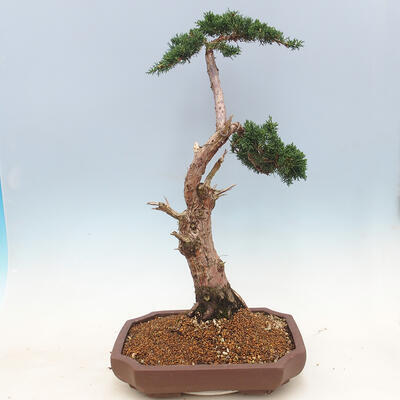 Outdoor bonsai - Juniperus chinensis - Chinese juniper - 2