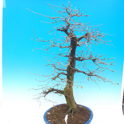 Outdoor bonsai - Common carp - Carpinus carpinoides - 2