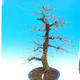 Outdoor bonsai - Common carp - Carpinus carpinoides - 2/4