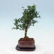 Indoor bonsai with a saucer - Ilex crenata - Holly - 2/6