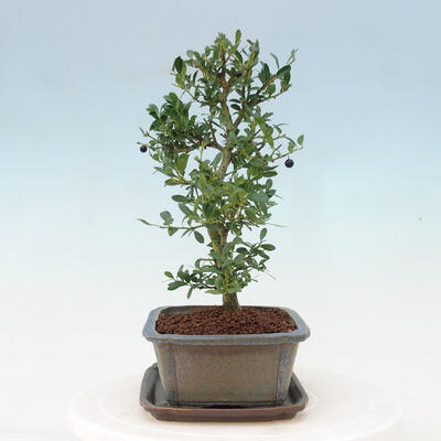Indoor bonsai with a saucer - Ilex crenata - Holly - 2