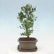 Indoor bonsai with a saucer - Ilex crenata - Holly - 2/6