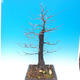Outdoor bonsai - Common carp - Carpinus carpinoides - 2/3