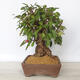 Outdoor bonsai -Malus Halliana - fruited apple - 2/6