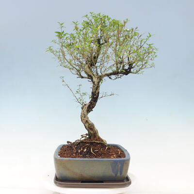 Indoor bonsai - Serissa foetida Variegata - Tree of a thousand stars - 2