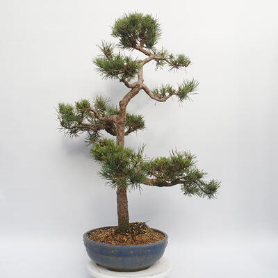 Outdoor bonsai - Pinus sylvestris Watereri - Scots Pine - 2
