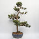 Outdoor bonsai - Pinus sylvestris Watereri - Scots Pine - 2/4