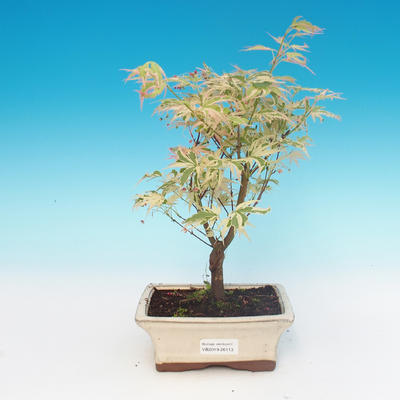 Outdoor bonsai - Japanese maple Acer palmatum Butterfly - 2