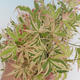 Outdoor bonsai - Japanese maple Acer palmatum Butterfly - 2/2