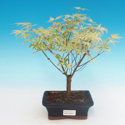 Outdoor bonsai - Japanese maple Acer palmatum Butterfly - 2