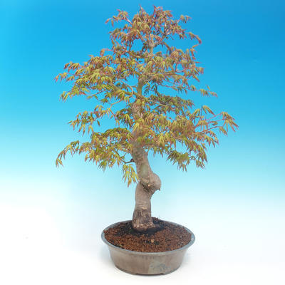 Outdoor bonsai - Acer pamnatum - Japanese maple - 2