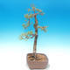 Outdoor bonsai - Larix decidua - Larch deciduous - 2/2