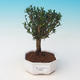 Room bonsai - Buxus harlandii - 2/5