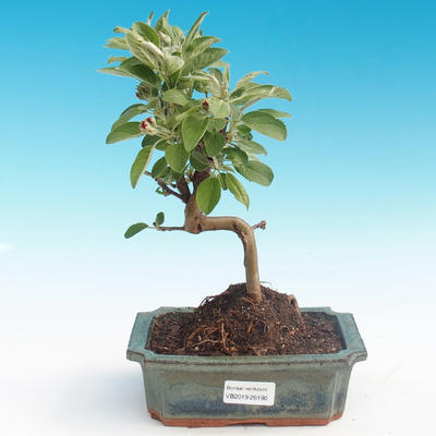 Outdoor bonsai - Malus halliana - Malplate apple tree - 2