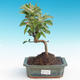 Outdoor bonsai - Malus halliana - Malplate apple tree - 2/4