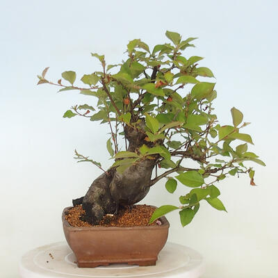 Outdoor bonsai - Pseudocydonia sinensis - Chinese quince - 2